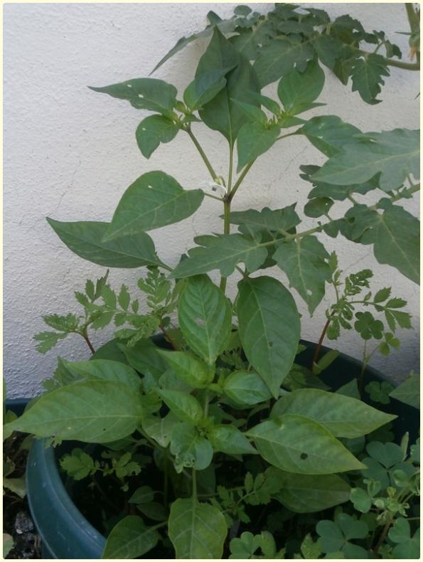 Name:  5 Renkli Biber (Capsicum frutescens).jpg
Views: 459
Size:  66.3 KB