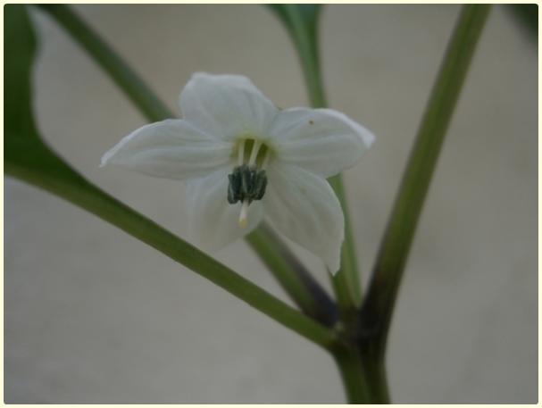 Name:  5 Renkli Biber (Capsicum frutescens) (2).jpg
Views: 428
Size:  17.4 KB