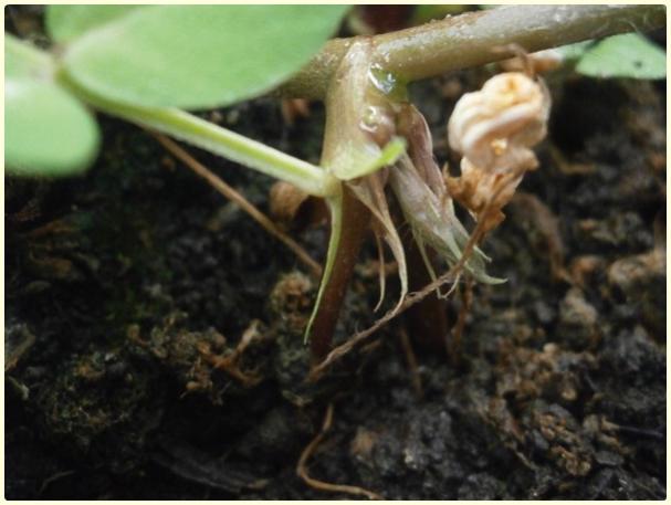 Name:  Adana Yer Fst ( (Arachis hypogaea) - meyve.jpg
Views: 432
Size:  36.3 KB