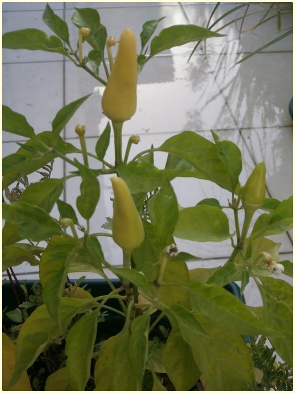Name:  Yukar Bakan Biber (Capsicum frutescens) - meyve.jpg
Views: 407
Size:  57.7 KB