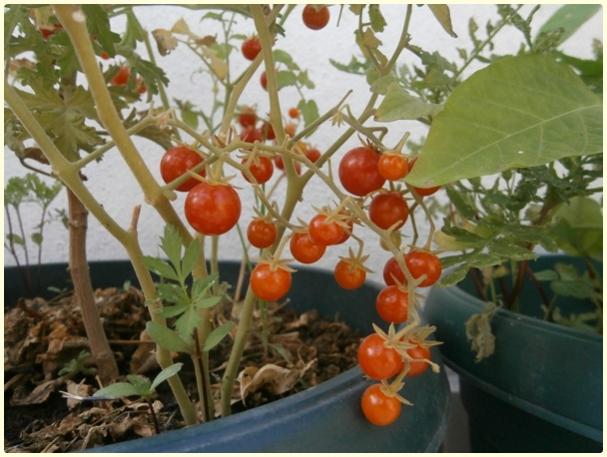 Name:  Mikrop Domates (Spoon Tomato, Lycopersicon pimpinellifolium) - meyve (3).jpg
Views: 289
Size:  49.3 KB