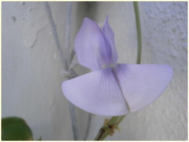 Name:  Arn Brlce (Vigna sinensis) - iek.jpg
Views: 392
Size:  19.1 KB