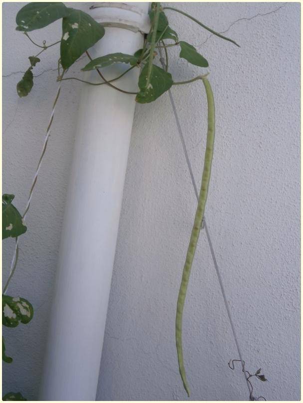 Name:  Arn Brlce (Vigna sinensis) - meyve.jpg
Views: 416
Size:  52.9 KB