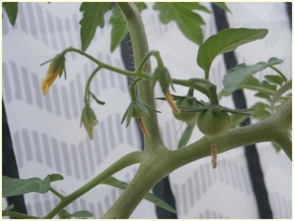 Name:  Cherry Domates (Solanum lycopersicum) - meyve.jpg
Views: 390
Size:  32.1 KB