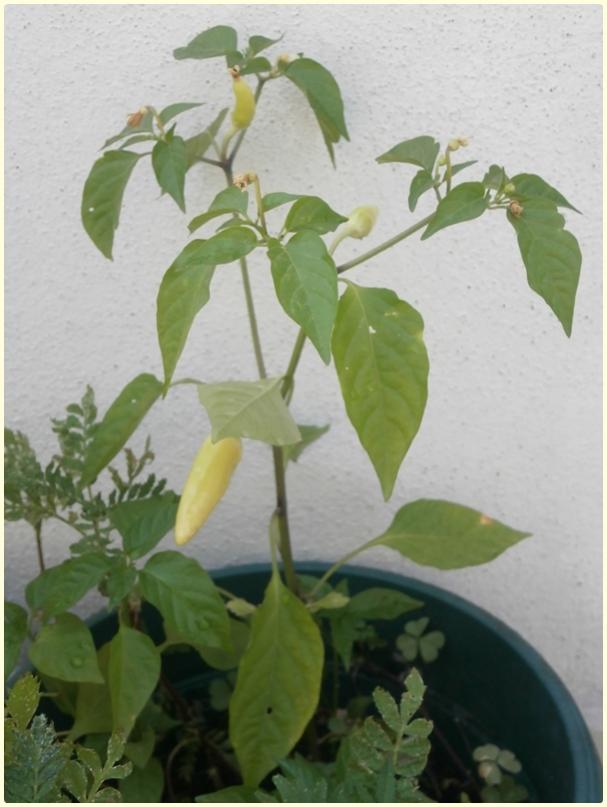 Name:  5 Renkli Biber (Capsicum frutescens) - meyve.jpg
Views: 369
Size:  53.2 KB