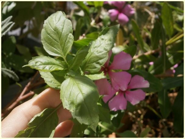 Name:  Reyhan , Fesleen (Ocimum sp.).jpg
Views: 379
Size:  38.6 KB