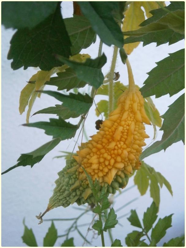 Name:  Kudret Nar (Momordica charantia) - meyve.jpg
Views: 399
Size:  58.3 KB
