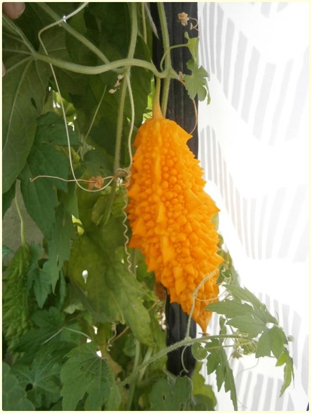 Name:  Kudret Nar (Momordica charantia) - meyve (2).jpg
Views: 437
Size:  55.3 KB
