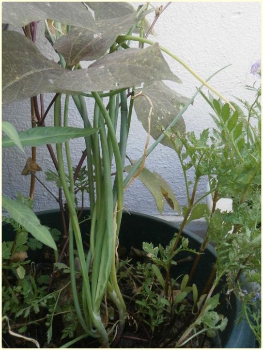 Name:  Soan (Allium cepa).jpg
Views: 351
Size:  68.0 KB