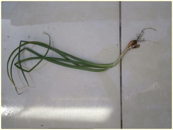 Name:  Soan (Allium cepa) (2).jpg
Views: 357
Size:  21.9 KB