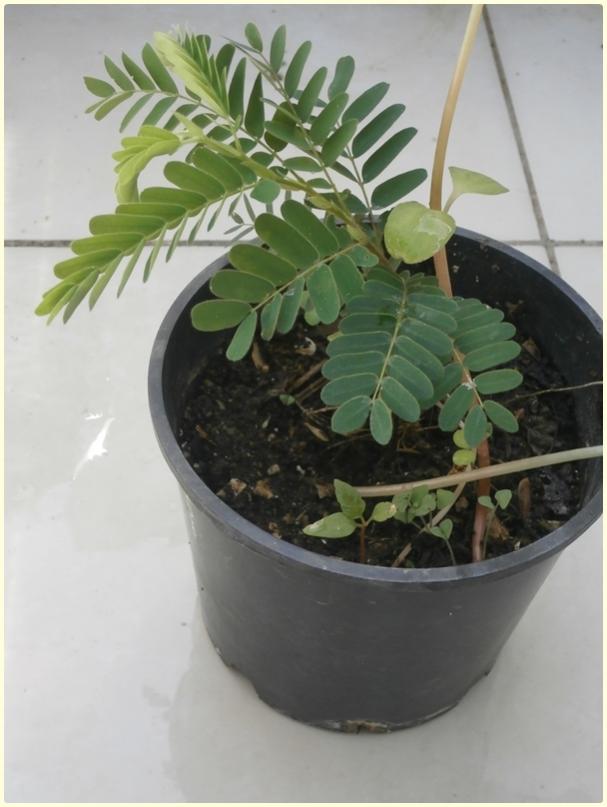 Name:  Demirhindi (Tamarindus indica)5.jpg
Views: 405
Size:  50.2 KB