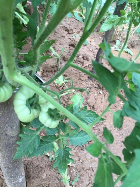 Name:  IMG-20160627-WA0004_resized.jpg
Views: 360
Size:  57.3 KB