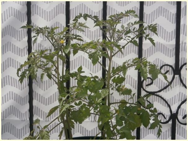 Name:  Krmz ldi Domates (Lycopersicon esculentum).jpg
Views: 324
Size:  55.1 KB