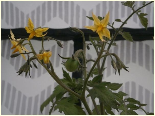 Name:  Krmz ldi Domates (Lycopersicon esculentum) (2).jpg
Views: 331
Size:  34.2 KB