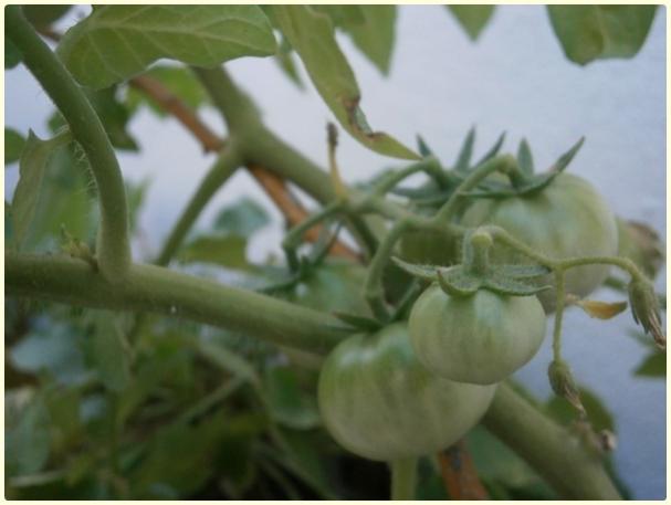 Name:  Cherry Domates (Solanum lycopersicum) - meyve (2).jpg
Views: 336
Size:  28.2 KB