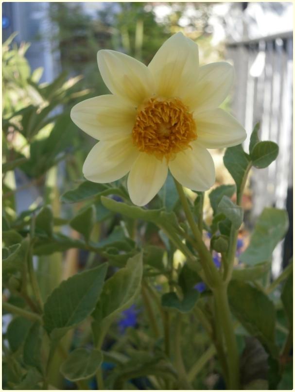 Name:  Yldz iei (Dahlia sp.).jpg
Views: 613
Size:  47.6 KB