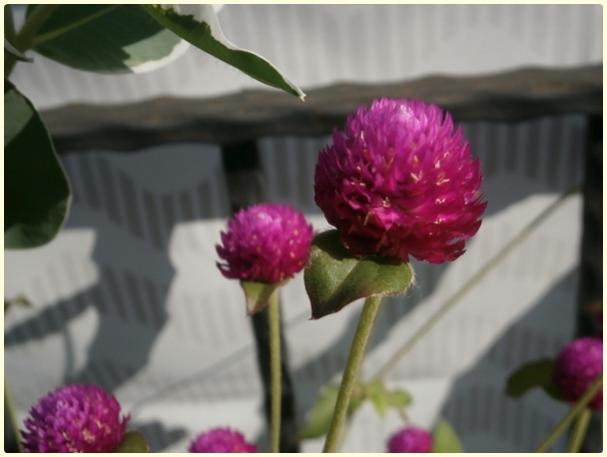 Name:  Dme iei (Gomphrena globosa) (3).jpg
Views: 394
Size:  29.3 KB