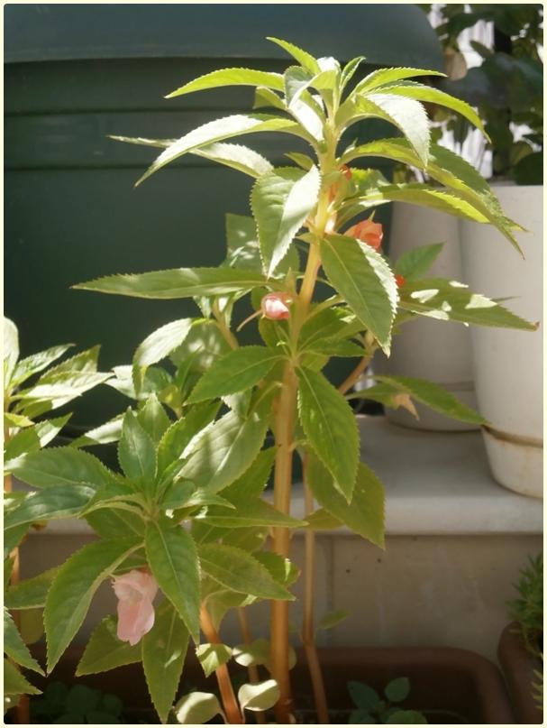 Name:  Kna iei (Impatiens balsamina).jpg
Views: 635
Size:  60.4 KB