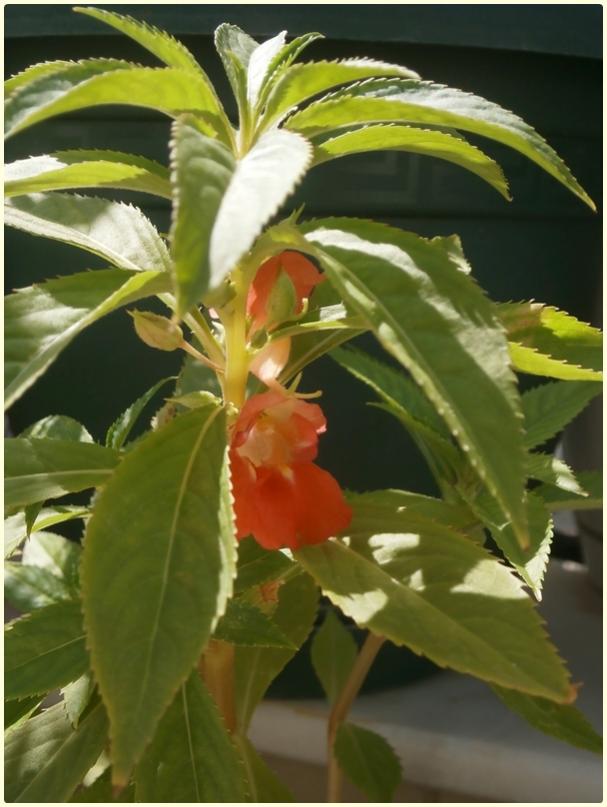 Name:  Kna iei (Impatiens balsamina) (2).jpg
Views: 603
Size:  58.4 KB