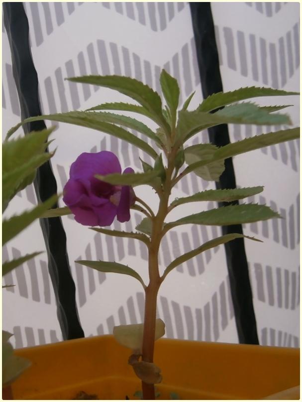 Name:  Kna iei (Impatiens balsamina) (3).jpg
Views: 588
Size:  50.7 KB