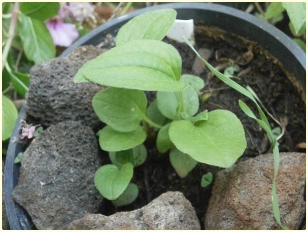 Name:  Ekinezya (Echinacea purpurea) (4).jpg
Views: 280
Size:  46.3 KB
