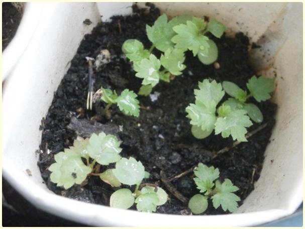 Name:  Blackberrys and Raspberry (Rubus sp.) mix.jpg
Views: 476
Size:  38.7 KB