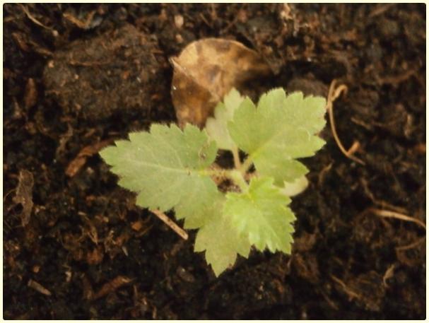 Name:  Blackberrys or Raspberry (Rubus sp.) (1).jpg
Views: 522
Size:  39.0 KB