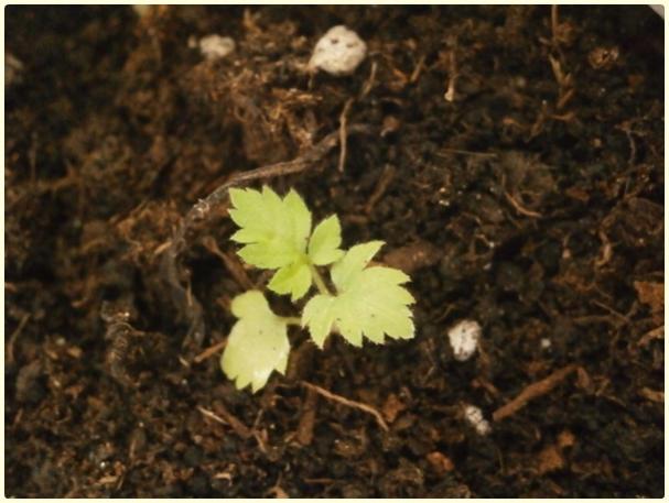 Name:  Blackberrys or Raspberry (Rubus sp.) (3).jpg
Views: 459
Size:  41.3 KB