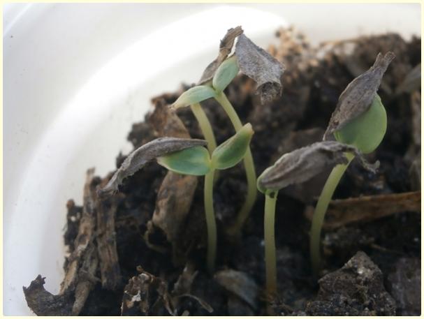 Name:  Zinya (Zinnia elegans) (jaffa).jpg
Views: 517
Size:  29.4 KB
