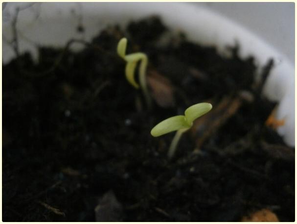 Name:  Boylu Kadife (Tagetes sp.) (celalim01).jpg
Views: 531
Size:  20.7 KB