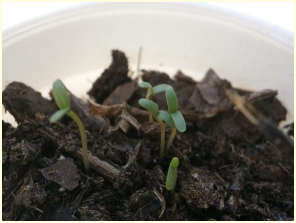Name:  Fransz Kadife iei (Tagetes sp.) (nkutsay).jpg
Views: 548
Size:  30.6 KB