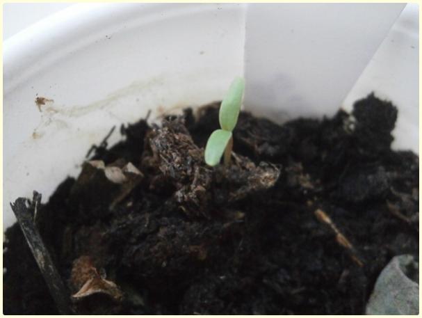 Name:  Turuncu Kadife iei (Tagetes sp.) (nkutsay).jpg
Views: 548
Size:  25.6 KB