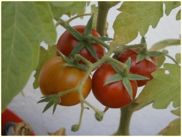 Name:  Cherry Domates (Solanum lycopersicum) - meyve (3).jpg
Views: 358
Size:  32.2 KB