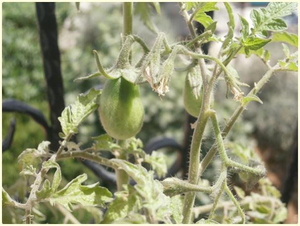 Name:  Yeil Armut Cherry Domates (Green Pear) (Lycopersicon esculentum) - meyve.jpg
Views: 486
Size:  45.5 KB