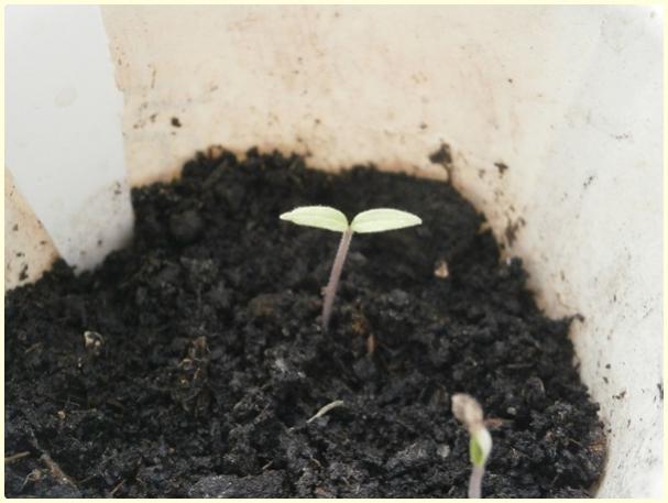 Name:  Kk Turuncu Domates (Lycopersicon esculentum).jpg
Views: 644
Size:  34.0 KB