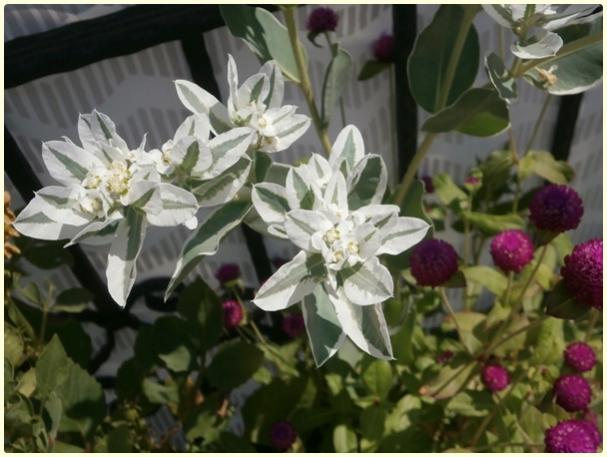 Name:  z iei, Alacal Stleen (Euphorbia marginata) (3).jpg
Views: 390
Size:  44.0 KB