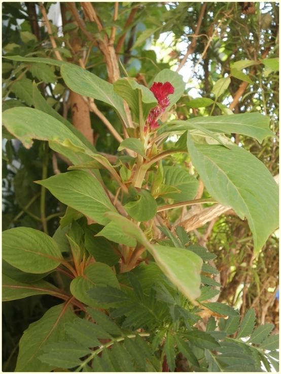Name:  Horoz bii iei(Celosia sp.).jpg
Views: 547
Size:  67.3 KB