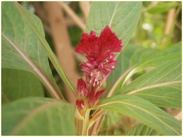 Name:  Horoz bii iei(Celosia sp.) (2).jpg
Views: 546
Size:  32.6 KB