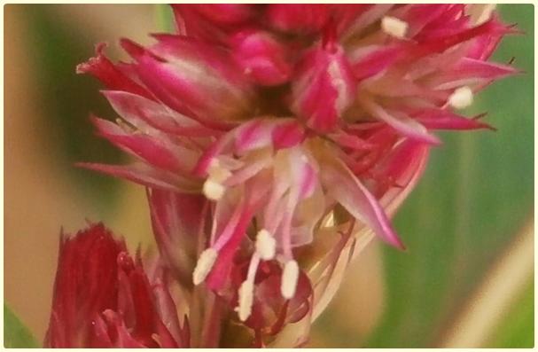 Name:  Horoz bii iei(Celosia sp.) (3).jpg
Views: 460
Size:  28.8 KB