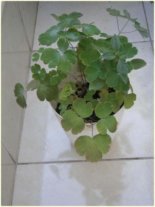 Name:  Haseki kpesi (Aquilegia sp.) (3).jpg
Views: 348
Size:  44.7 KB