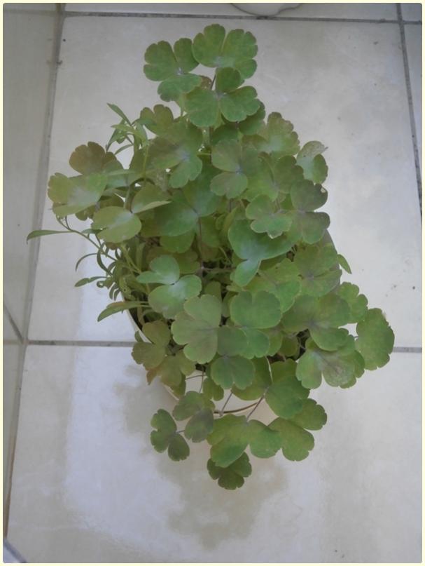 Name:  Haseki kpesi (Aquilegia sp.).jpg
Views: 656
Size:  44.2 KB
