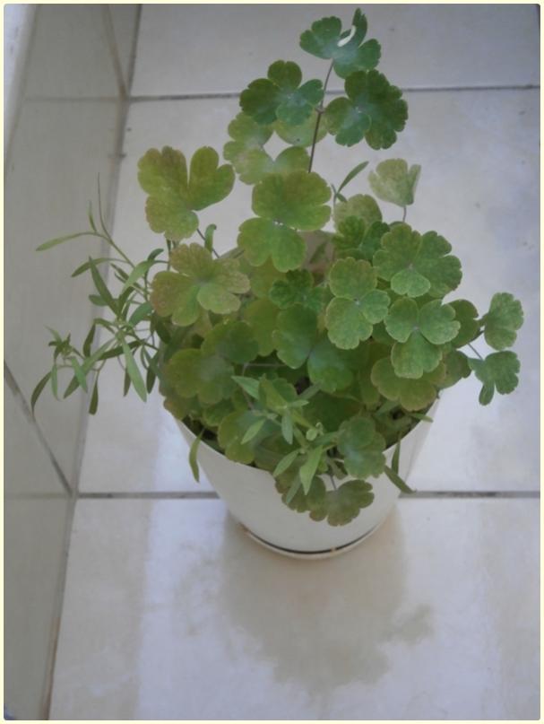 Name:  Haseki kpesi (Aquilegia sp.) (2).jpg
Views: 772
Size:  41.6 KB
