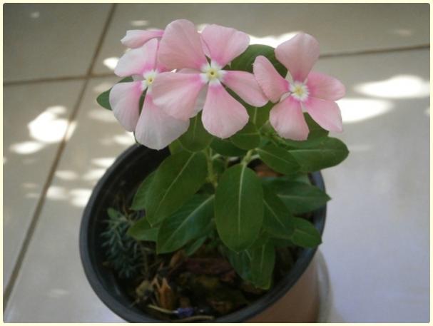 Name:  Pervane iei, Rozet iei (Catharanthus roseus) (2).jpg
Views: 388
Size:  26.7 KB