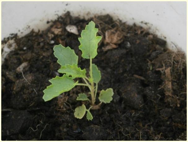Name:  Anisodontea capensis (2).jpg
Views: 371
Size:  35.7 KB