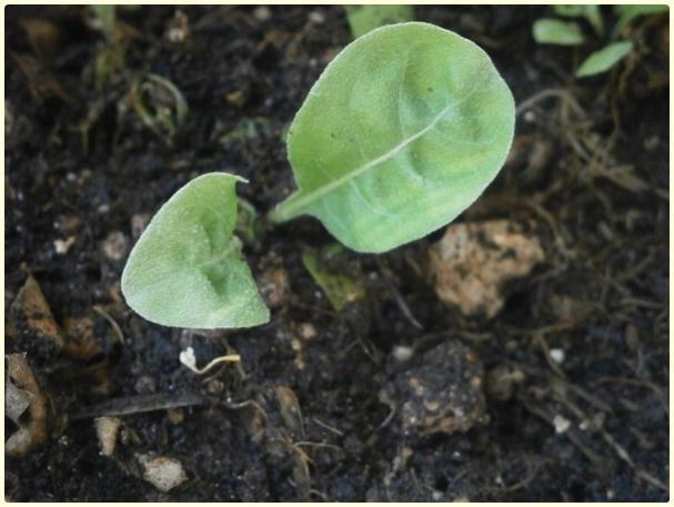 Name:  Ezan iei (Oenothera biennis) (2).jpg
Views: 325
Size:  39.0 KB