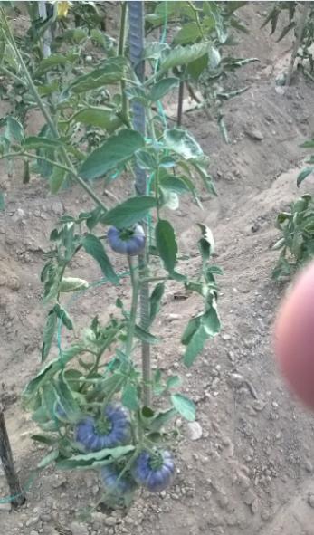 Name:  mavi domates 20.07.2016.jpg
Views: 447
Size:  43.0 KB