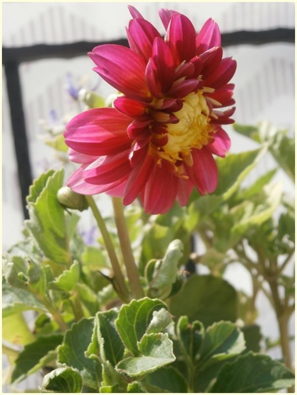 Name:  Yldz iei (Dahlia sp.) (2).jpg
Views: 512
Size:  58.1 KB