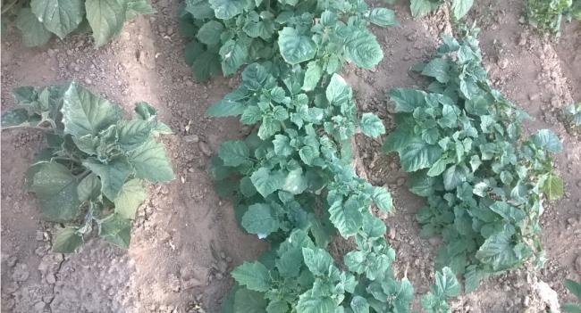 Name:  altn ilek 20.07.2016.jpg
Views: 510
Size:  54.7 KB