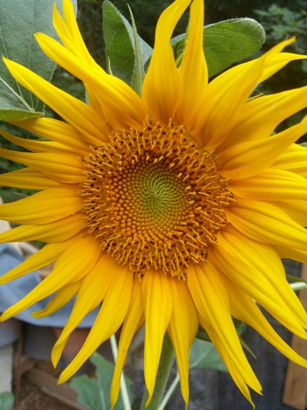 Name:  thumbnail_20160630_200015_resized_1.jpg
Views: 356
Size:  72.7 KB