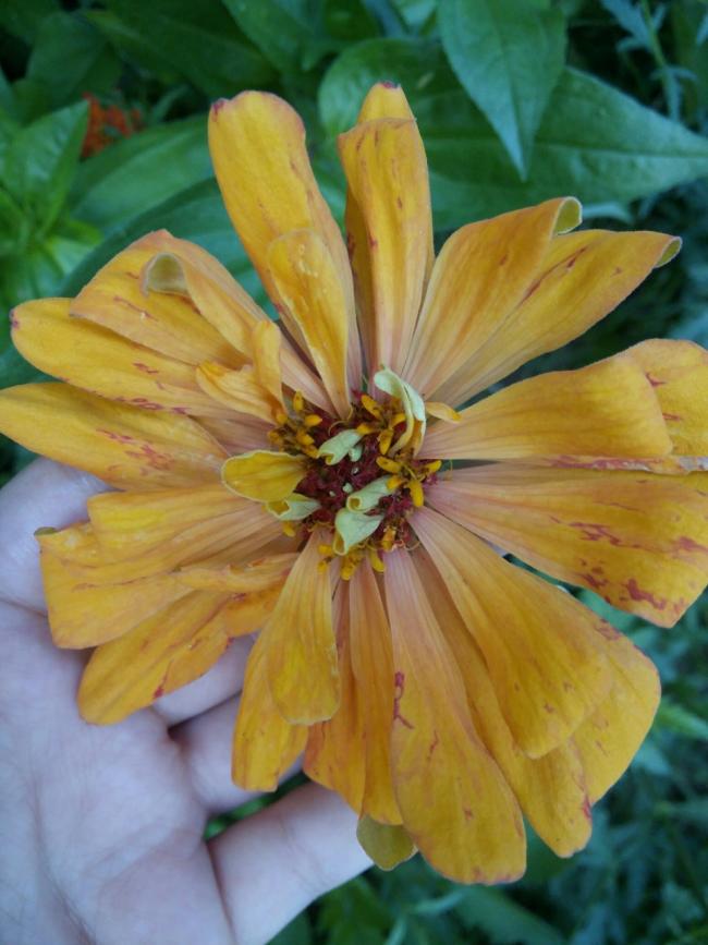 Name:  thumbnail_20160630_200536_resized_1.jpg
Views: 173
Size:  62.3 KB